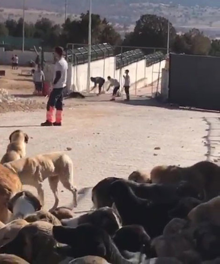 Son dakika... Konyada hayvan bakımevindeki infial yaratan görüntülerle ilgili 2 tutuklama Müdür açığa alındı