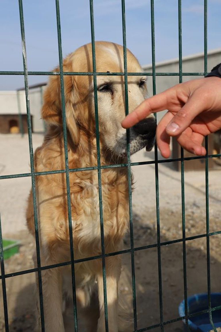 Tartışmalı barınak basına açıldı