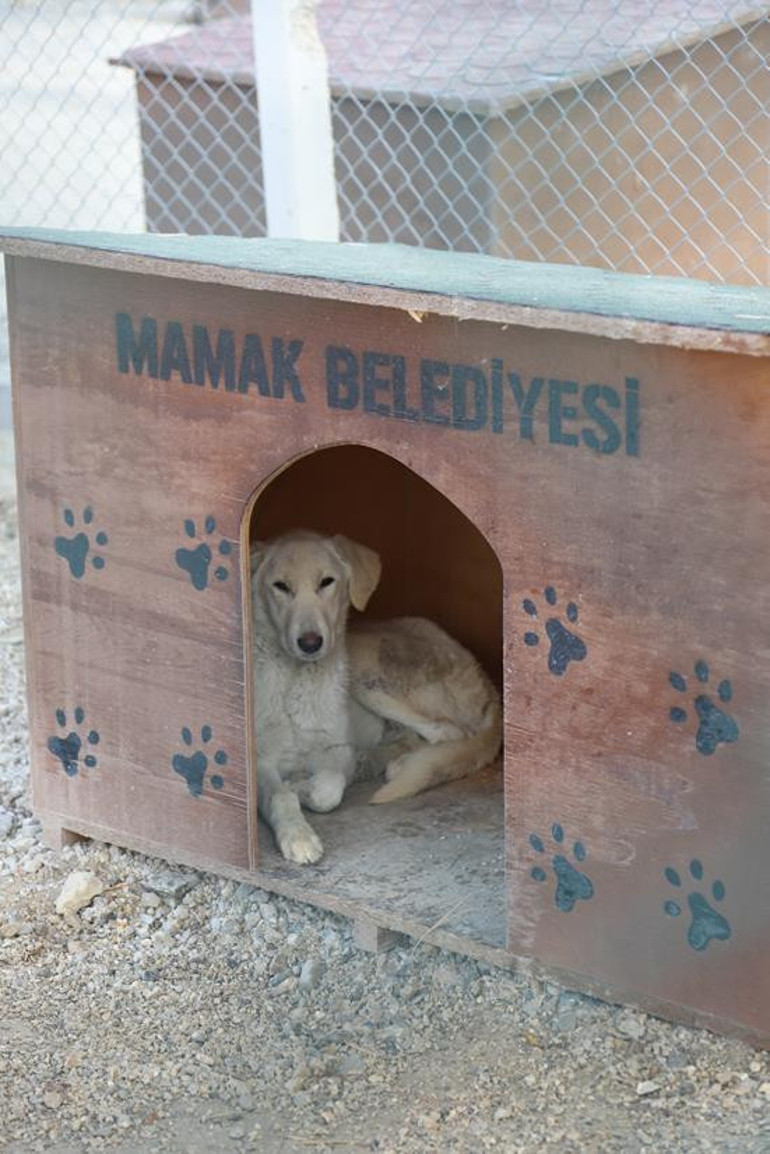 Tartışmalı barınak basına açıldı