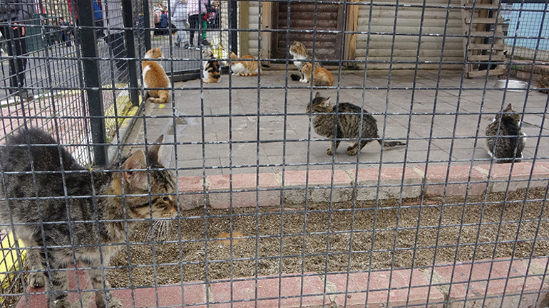 Cumhurbaşkanı Erdoğan talimat verdi, Uşak Hayvan Barınağı yeni yüzüyle açıldı