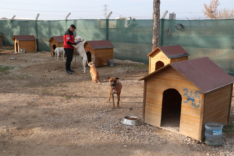 Odunpazarı Belediye Başkanı Kurt: Barınakta bu yıl 134 köpek öldü