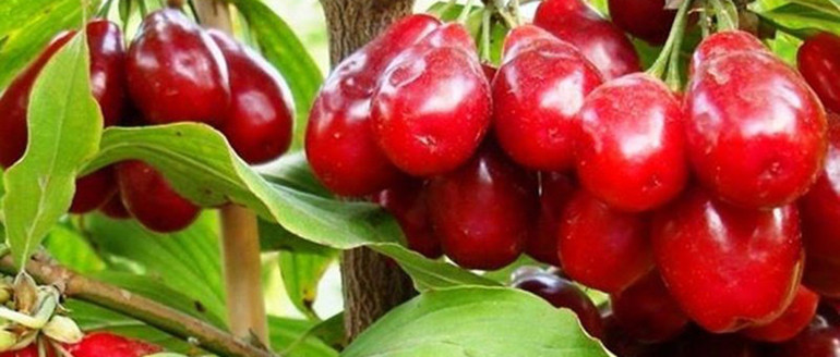 Evliya Çelebi’nin kitabındaki meyve çeşitliliği