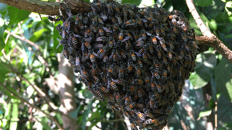 Atalarının arı olarak hayata dönüp onu ziyaret ettiğini düşündü Korkunç bir şekilde can verdi...