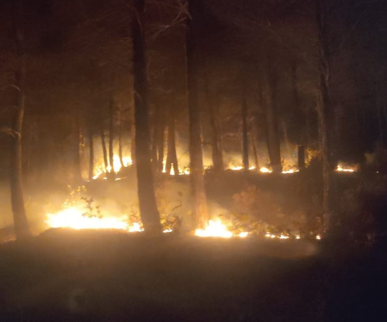 Osmaniyede orman yangını