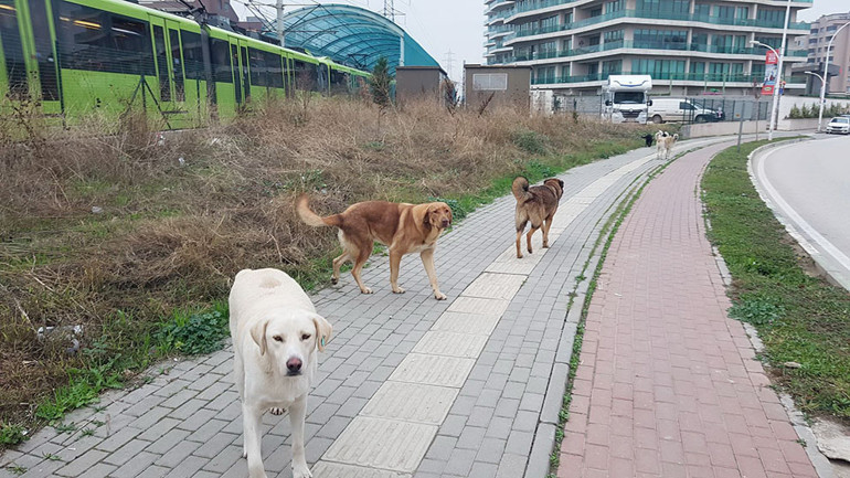 Çocuk oyun parkı içine havuz yapılır mı