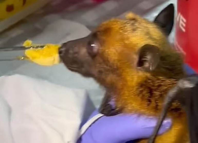 İsmi Kovid-19 skandalına karışan bilim insanı 2 buçuk milyon yarasanın olduğu mağaradan çıktı