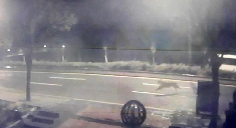 Mahallede aslan paniği