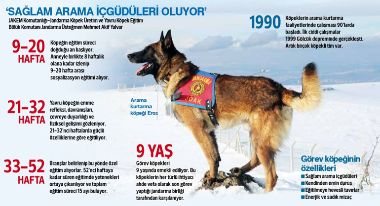 Türkiye’nin kahraman köpekleri