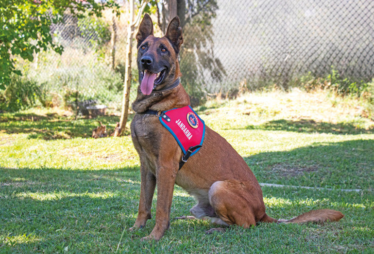 Türkiye’nin kahraman köpekleri