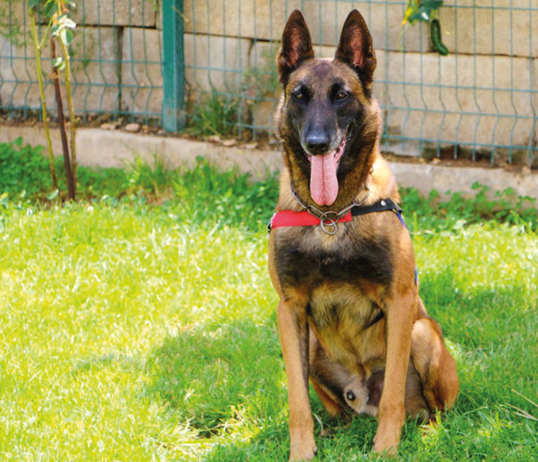 Türkiye’nin kahraman köpekleri