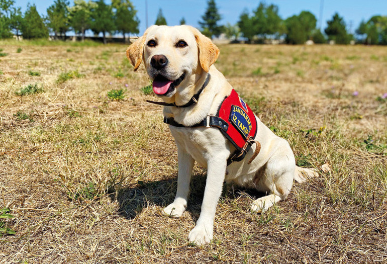 Türkiye’nin kahraman köpekleri