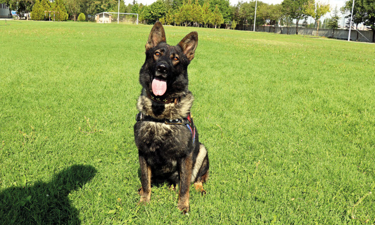 Türkiye’nin kahraman köpekleri