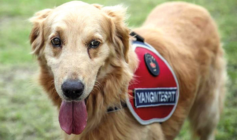 Türkiye’nin kahraman köpekleri