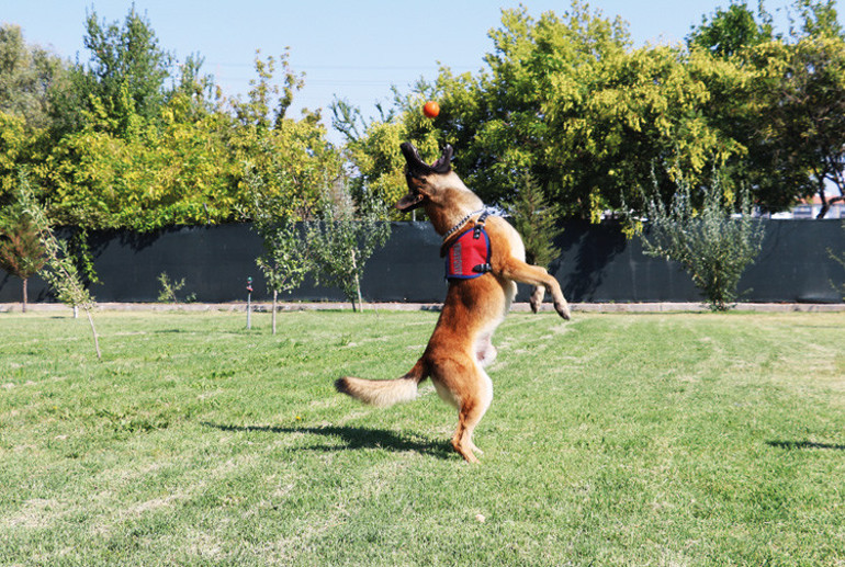 Türkiye’nin kahraman köpekleri