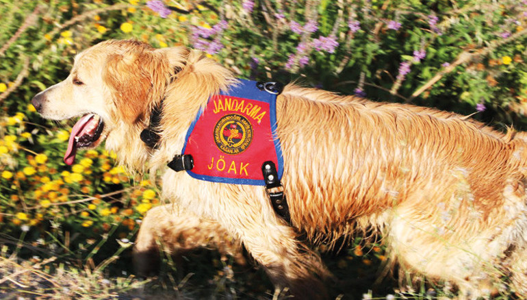 Türkiye’nin kahraman köpekleri