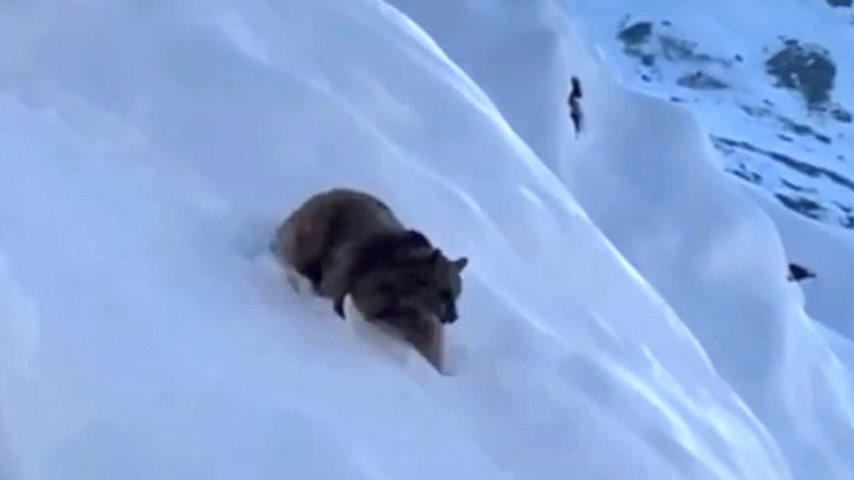 Tuncelide karlı dağa tırmanan dağcıları, ayı saldırısından Kangal köpekleri kurtardı