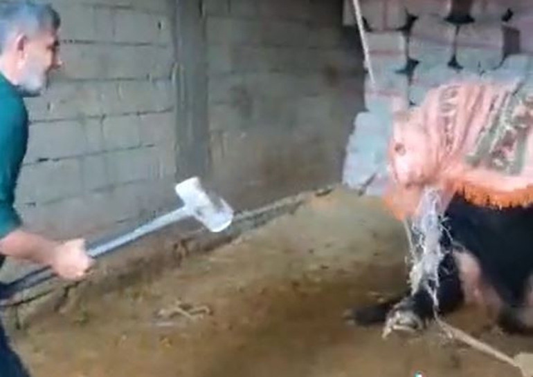 Köpek katillerinin ardından bir tahliye daha Boğayı balyozla öldürmüştü