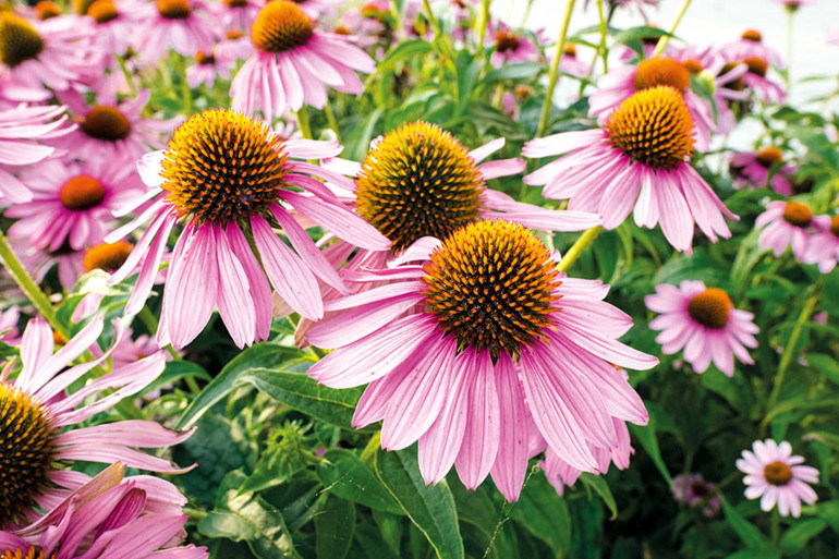 Nezle ve grip takviyelerinde ilk 5