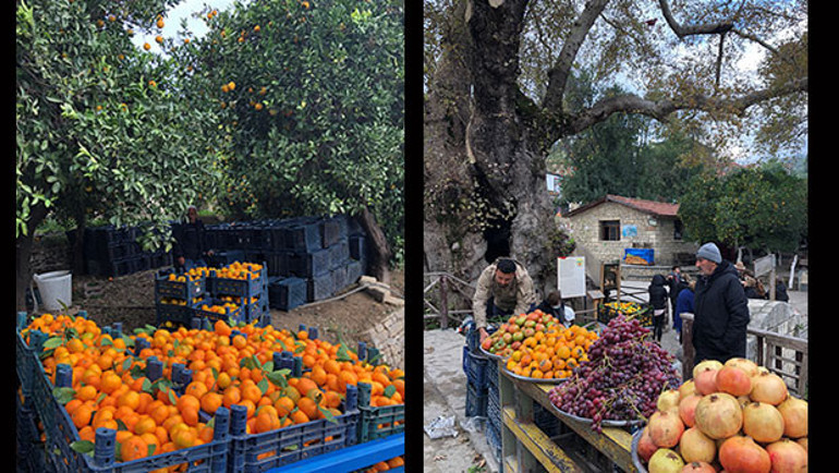 Portakal ağaçları arasında bir yer Vakıflı Köyü