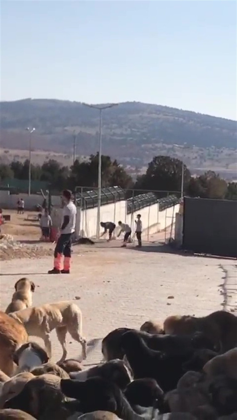 Konyada köpeğin kürekle öldürülmesinde sanıklara verilen cezayı az bulan savcılıktan itiraz