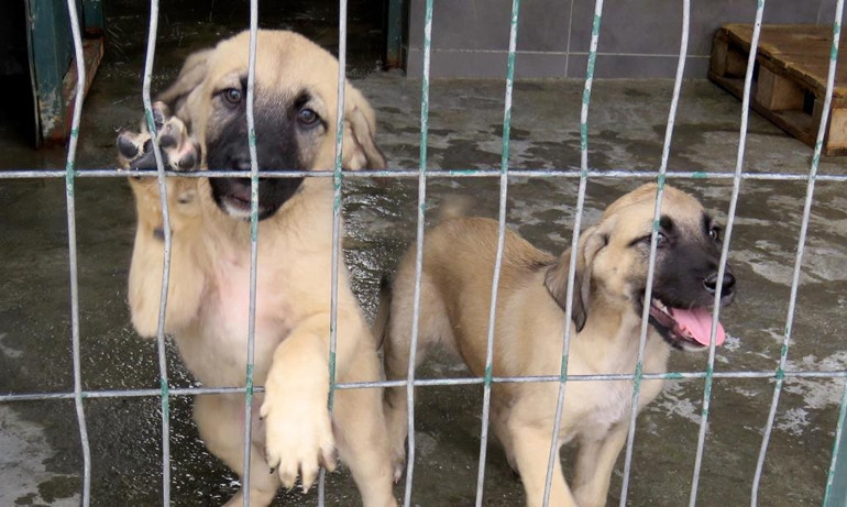 Sahiplenmede rakamlar düşük kaldı