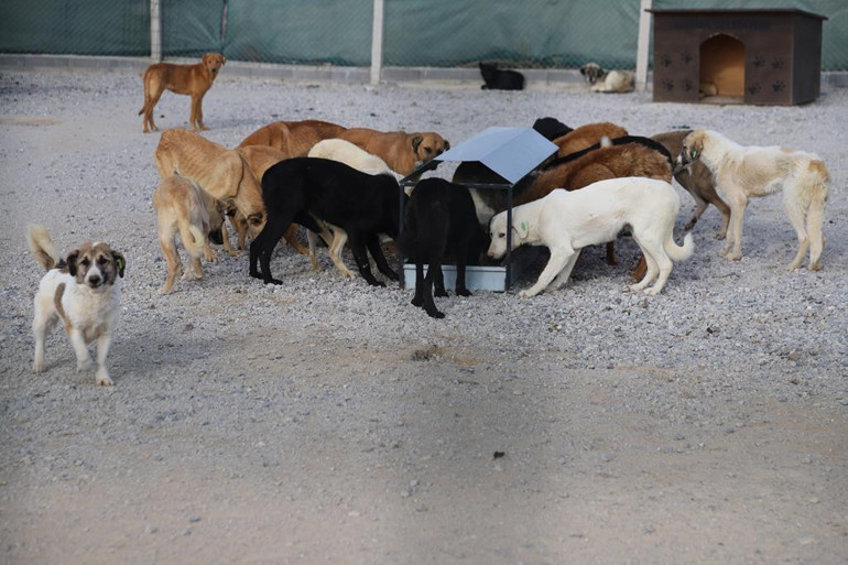 Sahiplenmede rakamlar düşük kaldı