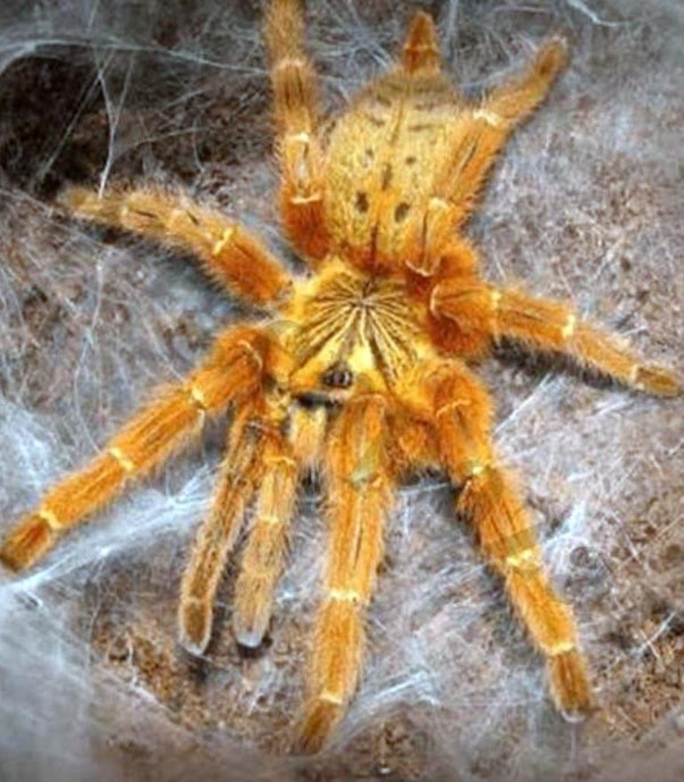 İnternetten tarantula satışı Dikkat... İşte cezası