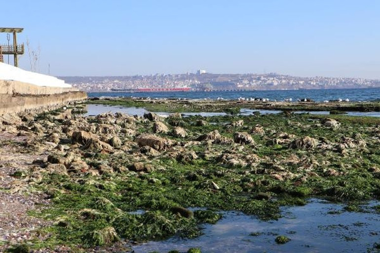 Avcılarda ve Tekirdağda deniz çekildi Kandilliden açıklama: Meteorolojik bir olay