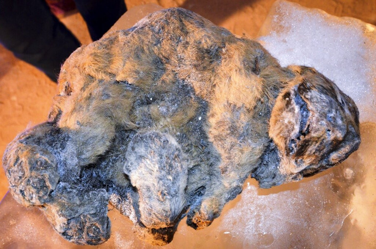 48 bin 500 yıllık zombi virüs canlandı Hâlâ bulaşıcı olması ne anlama geliyor Bu hiçbirimizin yapmak isteyeceği bir deney değil
