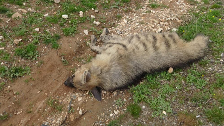 Nesli tehlike altındaki çizgili sırtlan araç çarpması sonucu telef oldu