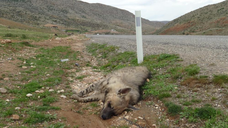 Nesli tehlike altındaki çizgili sırtlan araç çarpması sonucu telef oldu