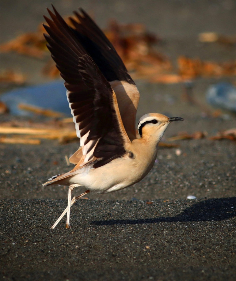 Hayran bırakan görüntü Göçmen kuşlar Hataydan Türkiyeye giriş yapıyor