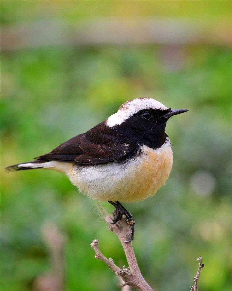 Hayran bırakan görüntü Göçmen kuşlar Hataydan Türkiyeye giriş yapıyor