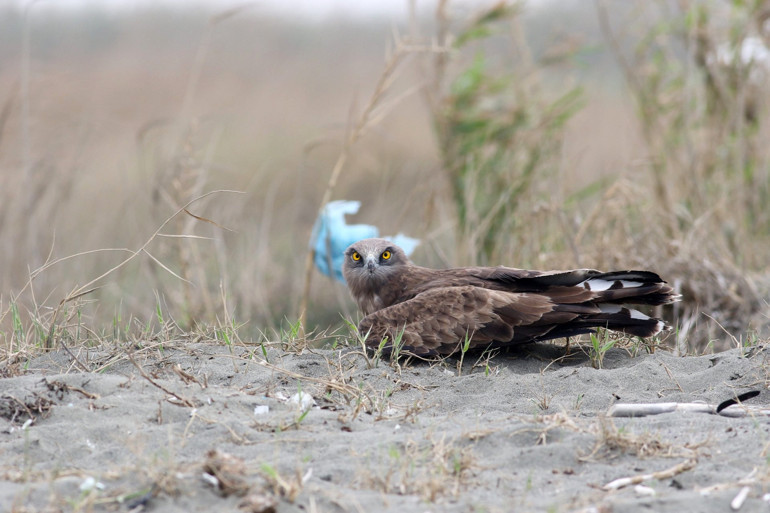 Hayran bırakan görüntü Göçmen kuşlar Hataydan Türkiyeye giriş yapıyor