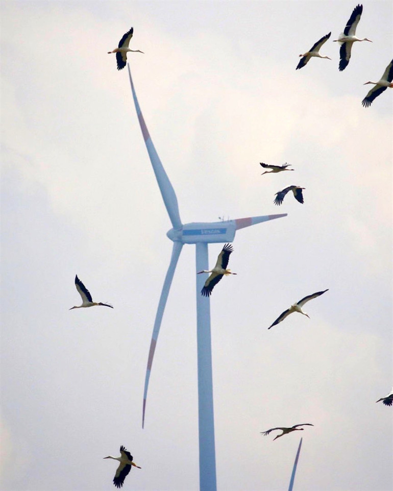 Hayran bırakan görüntü Göçmen kuşlar Hataydan Türkiyeye giriş yapıyor