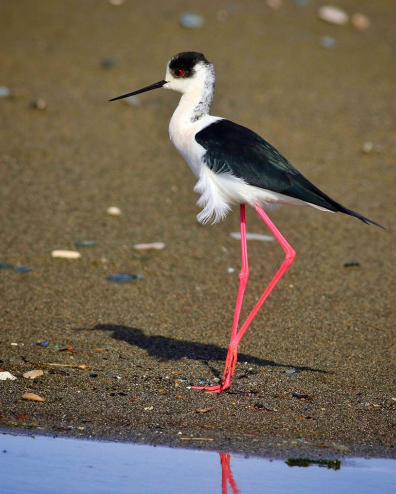 Hayran bırakan görüntü Göçmen kuşlar Hataydan Türkiyeye giriş yapıyor