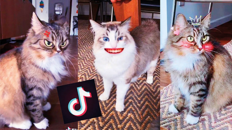 Kedi videoları enerjiyi tüketti