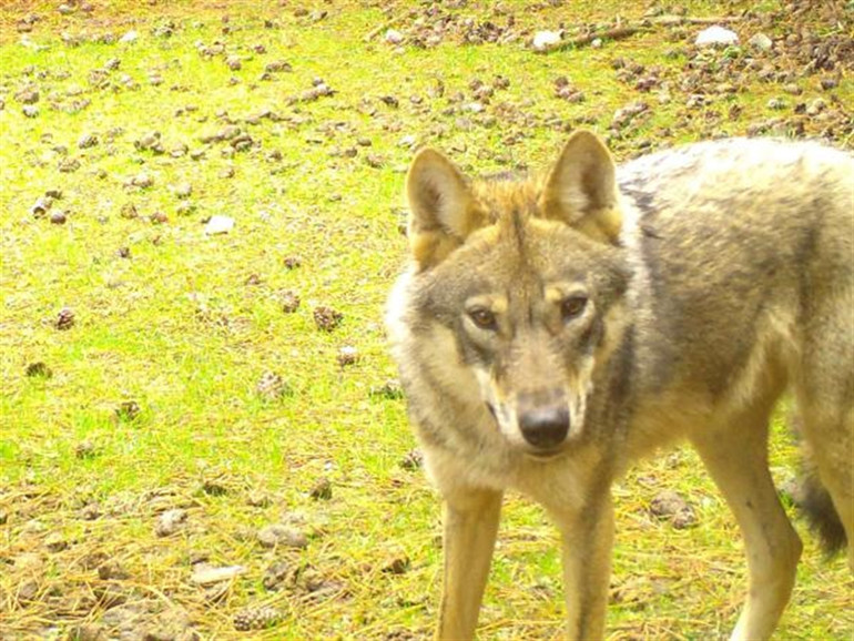 Manisada kurtlar, fotokapanla ilk kez sürü halinde görüntülendi