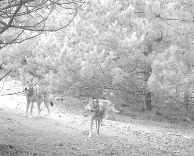 Manisada kurtlar, fotokapanla ilk kez sürü halinde görüntülendi