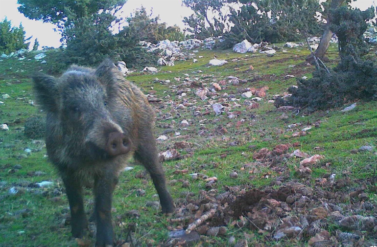 Manisada kurtlar, fotokapanla ilk kez sürü halinde görüntülendi