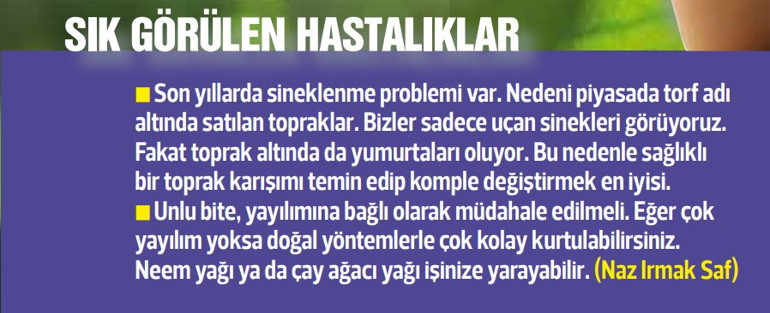 Bitkiler içeri, stres dışarı