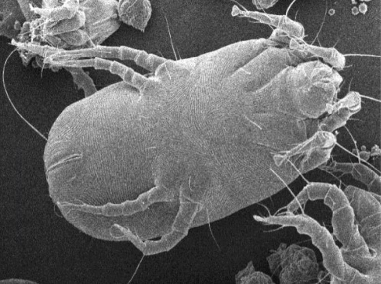 Pandeminin bitişi temizlik alışkanlıklarını değiştirdi