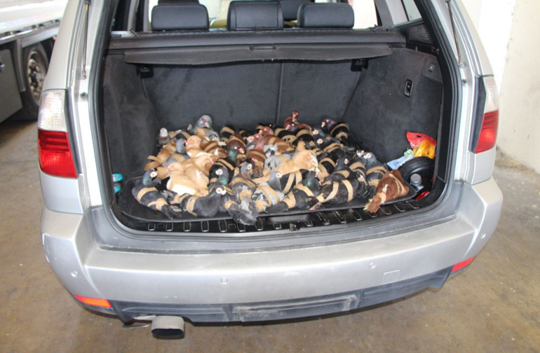 Kapıkulede 44 güvercin ele geçirildi: 1 gözaltı