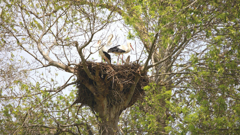 Leylekler yuvaya döndü