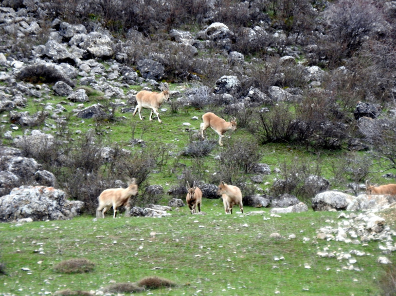 2015 yılında uydu üzerinden keşfedilen Munzur’daki buzul yerinde görüntülendi