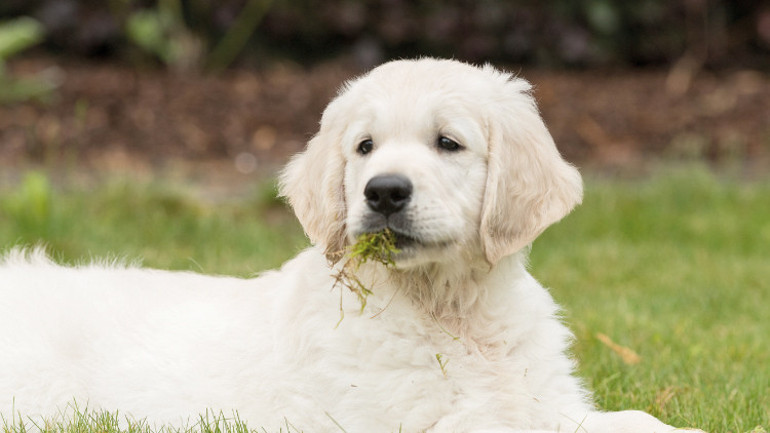 Köpekler neden çimen yiyor