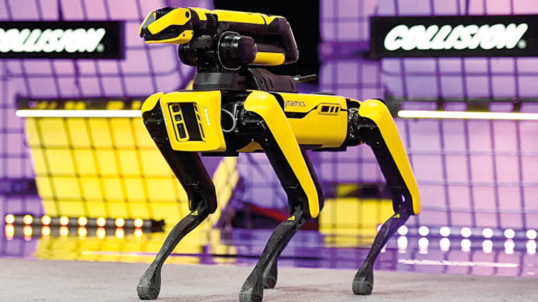 Köpekler neden çimen yiyor