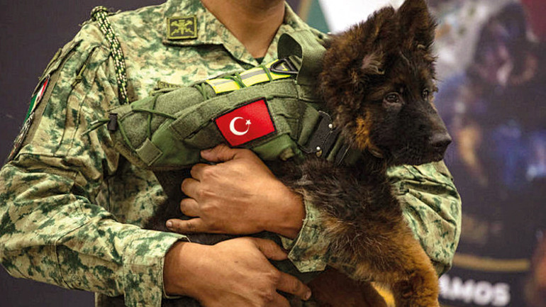 Köpekler neden çimen yiyor