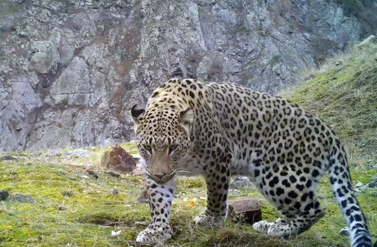 Anadolu parsının DNAsı alındı, Dünya Gen Bankasına girdi