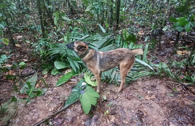 Gerçek bir mucize: Uçakları düşen 4 çocuk, 2 hafta sonra ormanlık alanda sağ bulundu